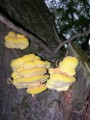 DSCN4683.JPG