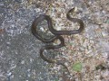 DSCN5278.JPG